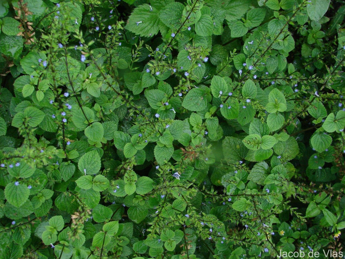 Salvia tiliifolia Vahl